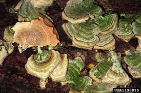 Attēlu rezultāti vaicājumam “Cerrena unicolor”