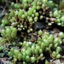 Attēlu rezultāti vaicājumam “Fossombronia wondraczekii spores”