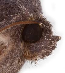 Attēlu rezultāti vaicājumam “Dypterygia scabriuscula”