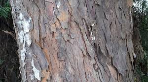 Attēlu rezultāti vaicājumam “Taxus wallichiana”