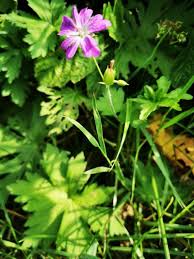 Attēlu rezultāti vaicājumam “Geranium palustre fruit”