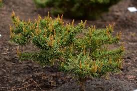 Attēlu rezultāti vaicājumam “Pinus banksiana”