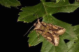 Attēlu rezultāti vaicājumam “Allophyes oxyacanthae”