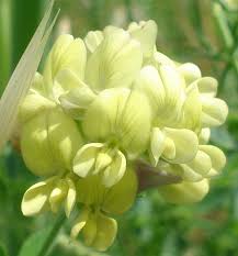 Attēlu rezultāti vaicājumam “Medicago sativa subsp. sativa”