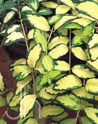 Attēlu rezultāti vaicājumam “Vinca minor leaf”