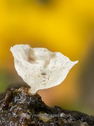 Attēlu rezultāti vaicājumam “Craterium minutum stalked”