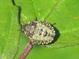 Attēlu rezultāti vaicājumam “Pentatoma rufipes”