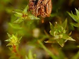 Attēlu rezultāti vaicājumam “Bryum neodamense macro”