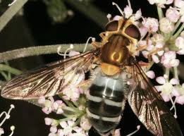Attēlu rezultāti vaicājumam “Leucozona glaucia”