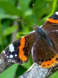 Attēlu rezultāti vaicājumam “Vanessa atalanta”