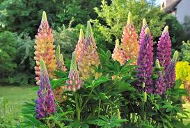 Image result for Lupinen