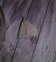 Attēlu rezultāti vaicājumam “Zanclognatha tarsipennalis”