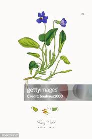 Attēlu rezultāti vaicājumam “Viola hirta flower”