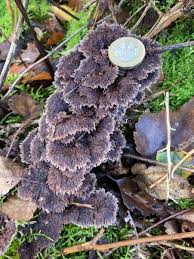 Attēlu rezultāti vaicājumam “Thelephora terrestris”