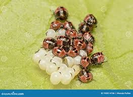 Attēlu rezultāti vaicājumam “Palomena prasina nymph”