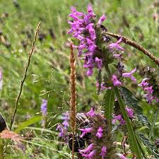 Attēlu rezultāti vaicājumam “Stachys officinalis flower”