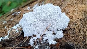 Attēlu rezultāti vaicājumam “Fuligo septica cf. rufa plasmodium”