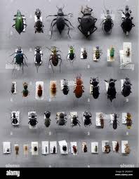 Attēlu rezultāti vaicājumam “Coleoptera”