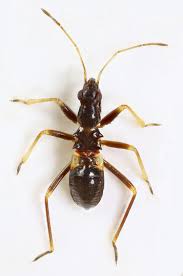 Attēlu rezultāti vaicājumam “Himacerus apterus”