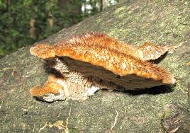 Attēlu rezultāti vaicājumam “Coriolopsis trogii”