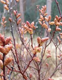 Attēlu rezultāti vaicājumam “Myrica gale bud”