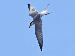 Attēlu rezultāti vaicājumam “Sterna hirundo adult”