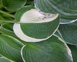 Attēlu rezultāti vaicājumam “Hosta sp. leaf”