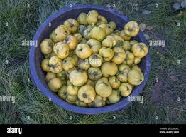 Attēlu rezultāti vaicājumam “Cydonia oblonga fruit”