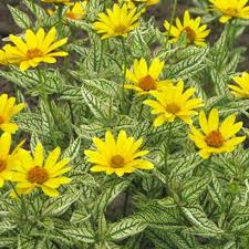 Image result for Heliopsis scabra