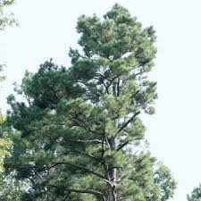 Attēlu rezultāti vaicājumam “Pinus”