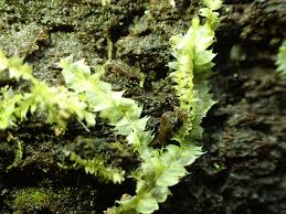 Attēlu rezultāti vaicājumam “Lophocolea bidentata”