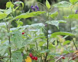 Attēlu rezultāti vaicājumam “Solanum dulcamara”