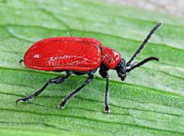 Attēlu rezultāti vaicājumam “Lilioceris lilii”