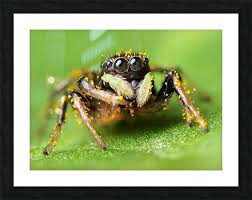 Attēlu rezultāti vaicājumam “Heliophanus sp.”