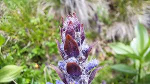 Attēlu rezultāti vaicājumam “Ajuga reptans bud”