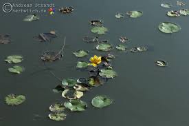 Image result for Seekanne