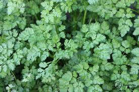 Image result for Kerbel