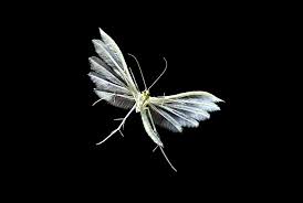 Attēlu rezultāti vaicājumam “Pterophorus pentadactyla”