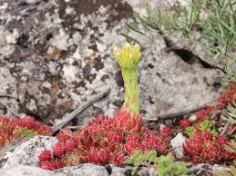 Attēlu rezultāti vaicājumam “Jovibarba globifera flower”