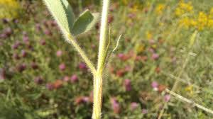 Attēlu rezultāti vaicājumam “Trifolium alpestre leaf”