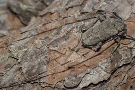 Attēlu rezultāti vaicājumam “Acanthocinus aedilis”