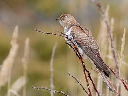 Attēlu rezultāti vaicājumam “Cuculus canorus adult”