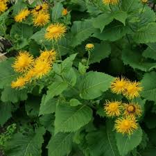 Attēlu rezultāti vaicājumam “Telekia speciosa bud”