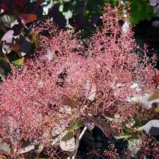 Attēlu rezultāti vaicājumam “Cotinus coggygria flower”