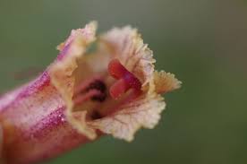 Attēlu rezultāti vaicājumam “Orobanche elatior bud”