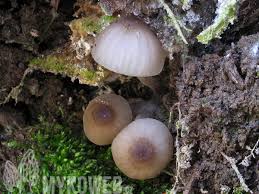 Attēlu rezultāti vaicājumam “Mycena abramsii”