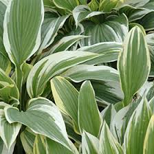 Image result for Hosta fortunei albomarginata