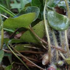 Attēlu rezultāti vaicājumam “Asarum europaeum”