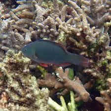 Image result for Scarus psittacus