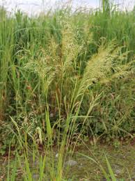 Attēlu rezultāti vaicājumam “Trisetum flavescens”